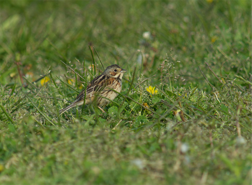 c0096278_9531480.jpg