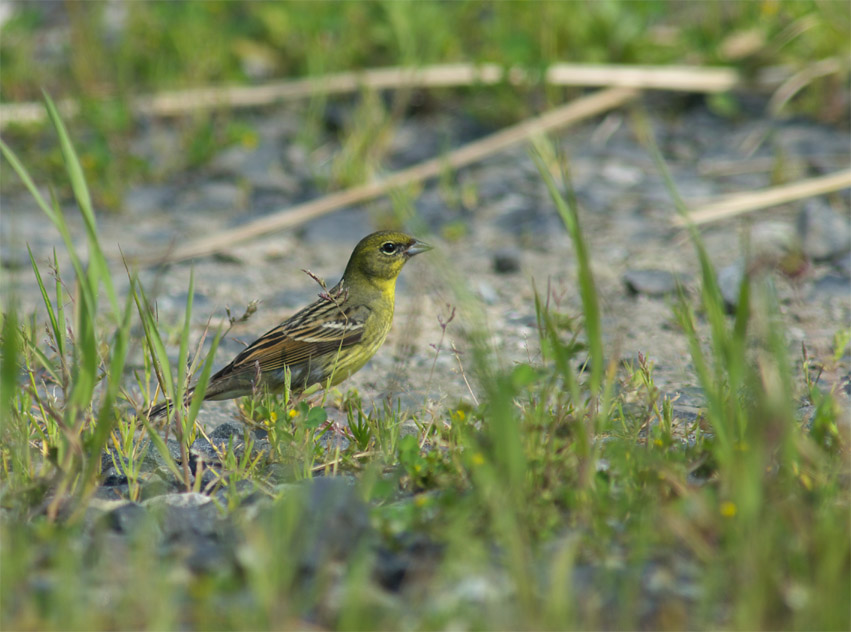 c0096278_9533339.jpg