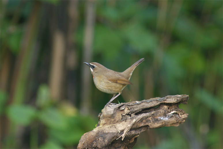 c0096278_9535616.jpg