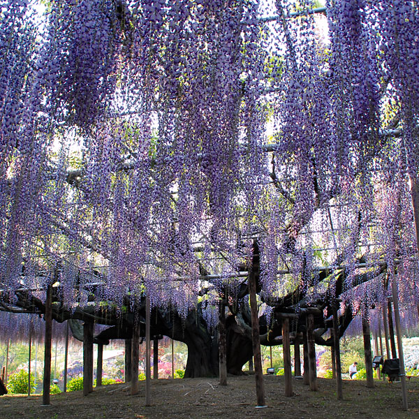 「静物璃花」あしかがフラワーパークの大藤_c0009981_153323.jpg