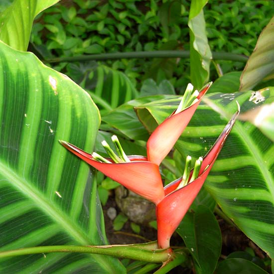植物園にて_e0082981_22425932.jpg
