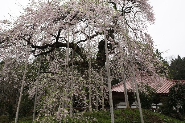 慈得寺の種蒔き桜（福島市佐原）_d0048189_628130.jpg