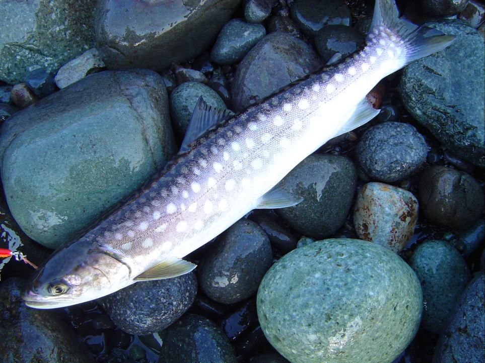 e0086526_1115591.jpg