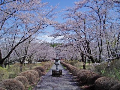 蓼科湖畔・聖光寺・桜情報（４）_d0102327_9471161.jpg