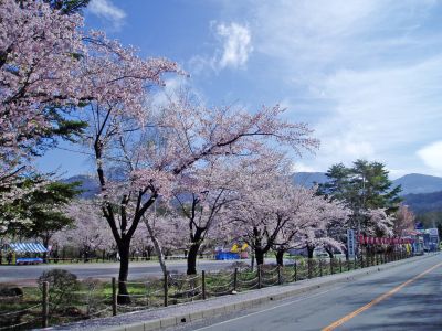 蓼科湖畔・聖光寺・桜情報（４）_d0102327_9472654.jpg