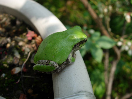 アマガエル_e0097534_2543678.jpg
