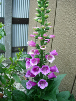 e0097534_341774.jpg