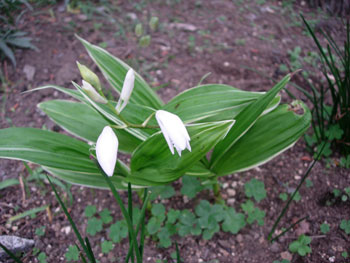 e0097534_364371.jpg
