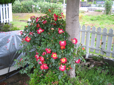 e0110940_1264147.jpg