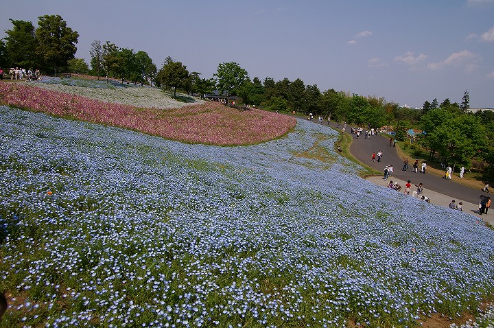 昭和記念公園 こもれびの丘のネモフィラ Arizo Photopic 昭和記念公園 こもれびの丘のネモフィラ Arizo Photopic