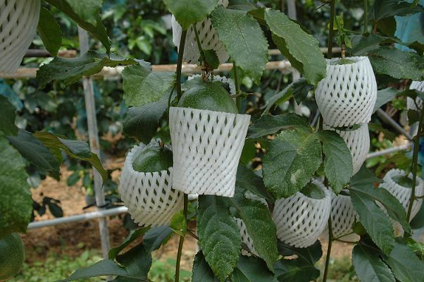 ５月４日(土) 沖縄本島_c0020054_21425735.jpg