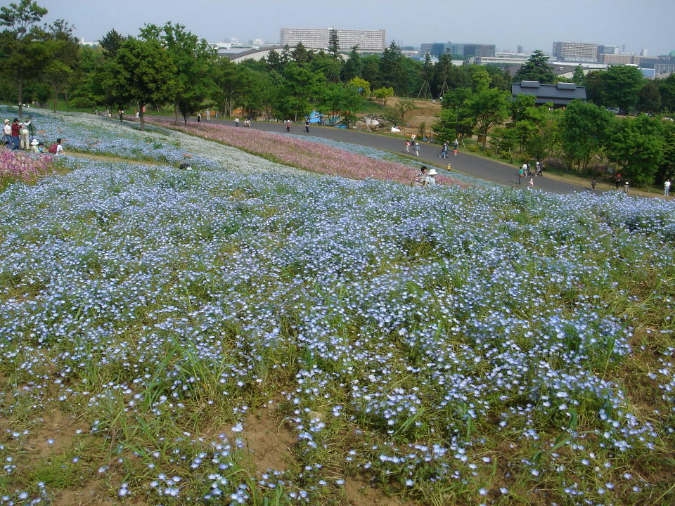 昭和記念公園のネモフィラ_f0105459_7395610.jpg