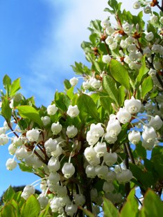 百花繚乱。　　　5月7日_e0087860_2149738.jpg