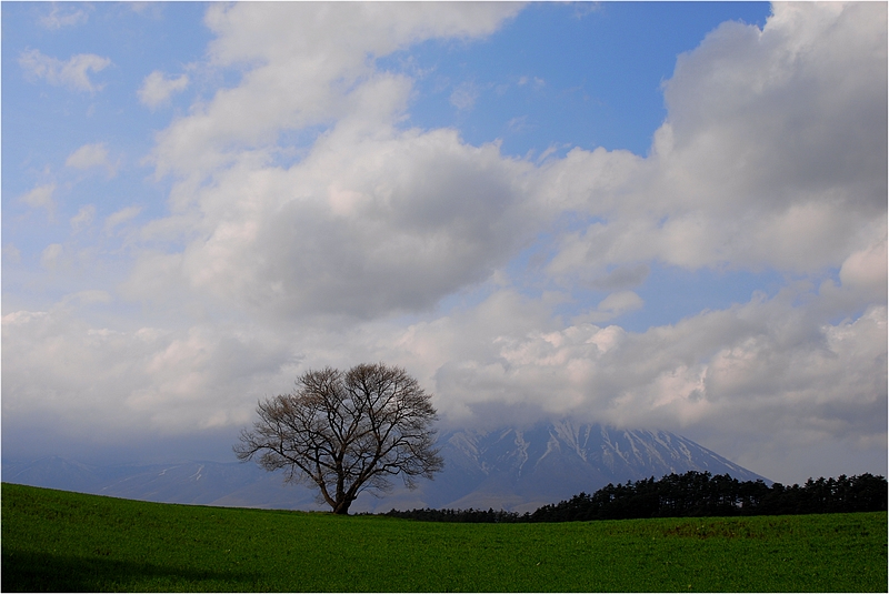 満開？の一本桜_f0088971_19145199.jpg