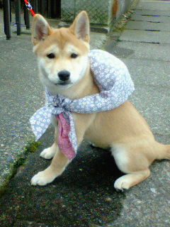 アイザック 先生 パイント 犬 風呂敷 Assist Life Jp アイザック 先生 パイント 犬 風呂敷 Assist Life Jp