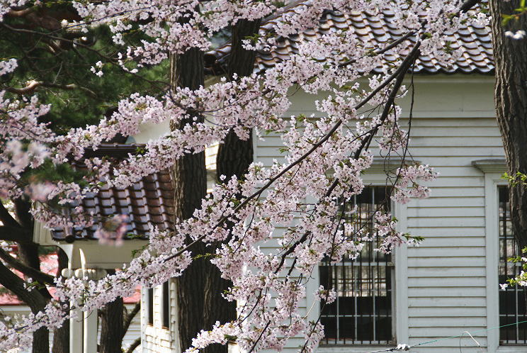 ２００７　函館公園の桜・１_c0112479_22535077.jpg