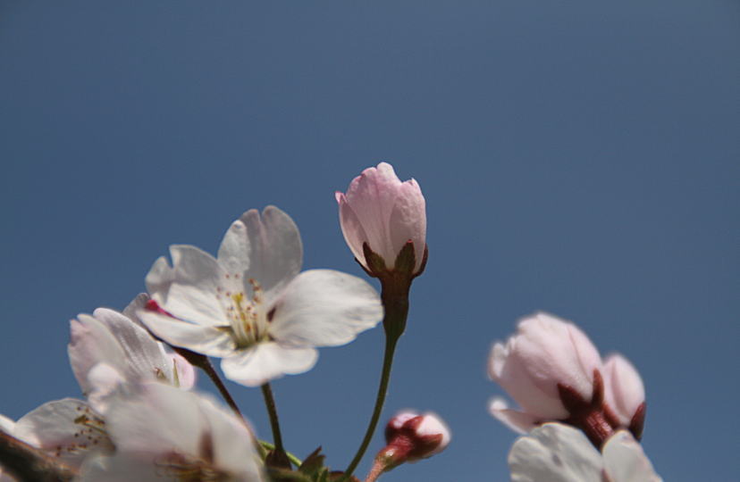 ２００７　函館公園の桜・１_c0112479_2314348.jpg