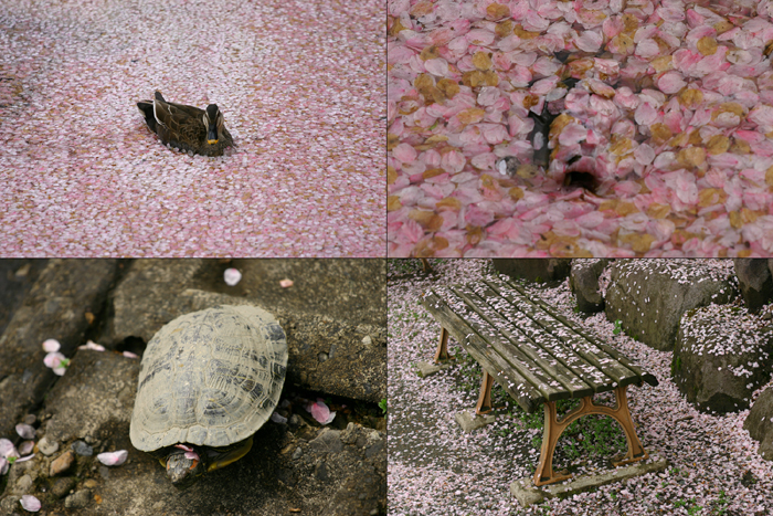 盛岡さくら三昧【20】　高松の池～散花編～_b0072697_20295339.jpg