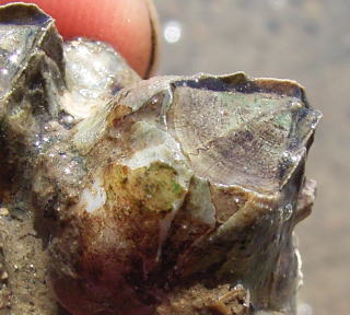 c0114000_9434559.jpg
