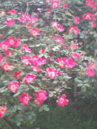 c0023406_19393621.jpg
