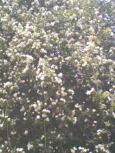 c0023406_19393650.jpg