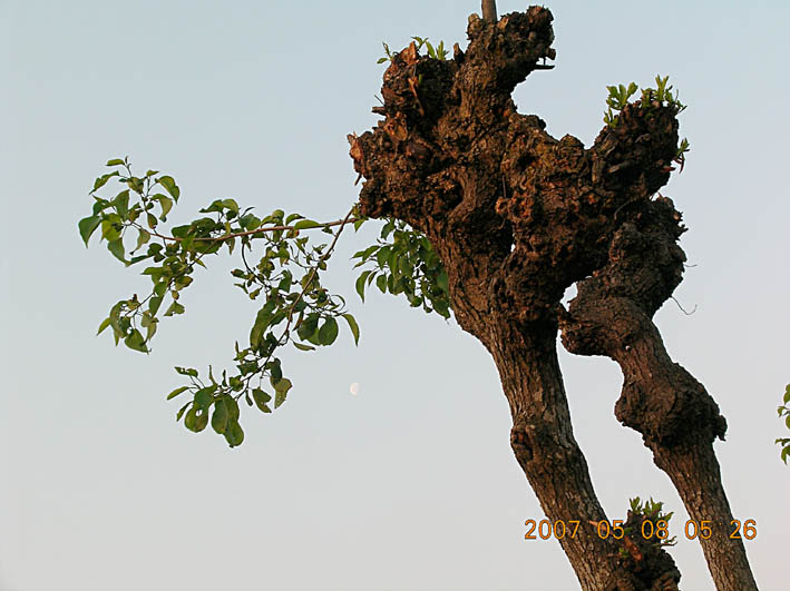 c0078410_7155333.jpg