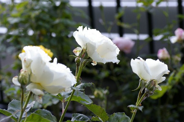 a0055024_22203049.jpg