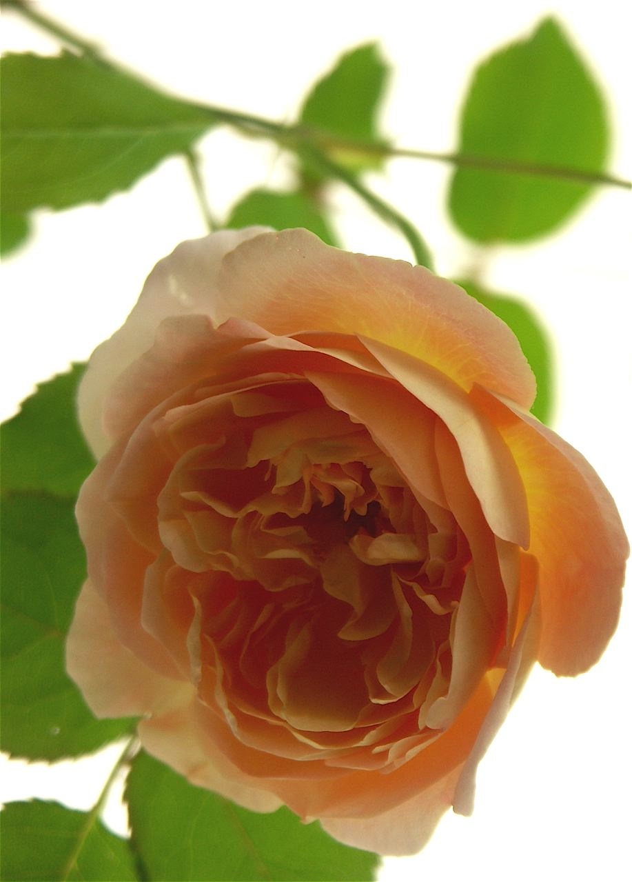 新しい薔薇の匂い Lady Emma Hamilton 匂いのいい花束 Annexe 新しい薔薇の匂い Lady Emma Hamilton 匂いのいい花束 Annexe