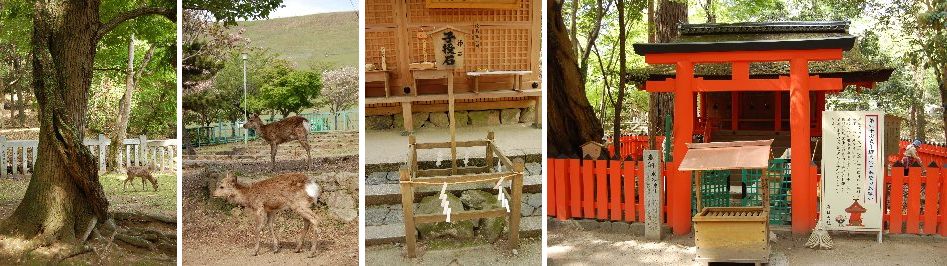 奈良市内（東大寺～春日大社）探訪（07.04.30）⑥水谷（みずや）神社・・・_a0016431_12571172.jpg