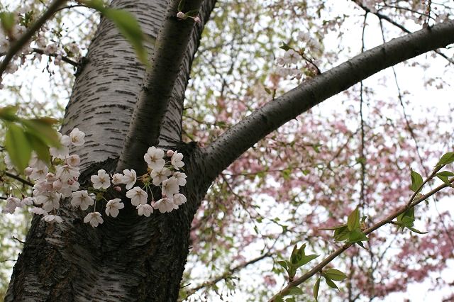 白石公園の桜_b0093135_21245479.jpg