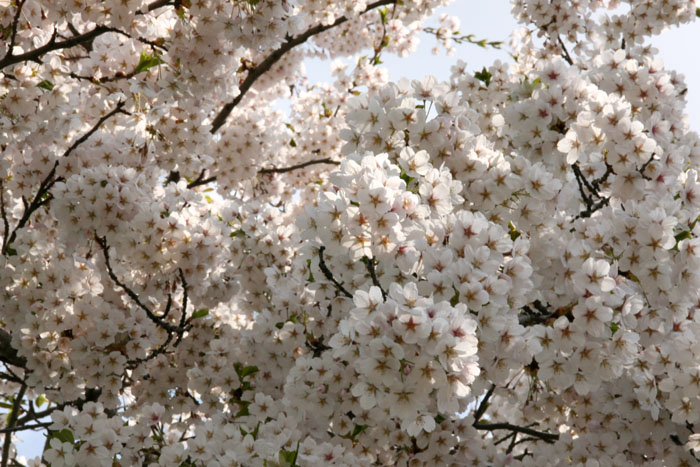 近所の桜とメジロ_f0130737_231963.jpg