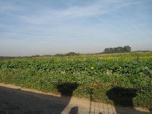 e0113040_22225575.jpg