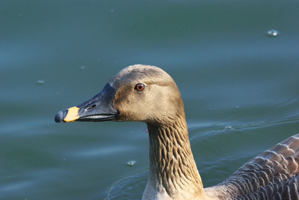 上野動物園３_d0098645_20425915.jpg