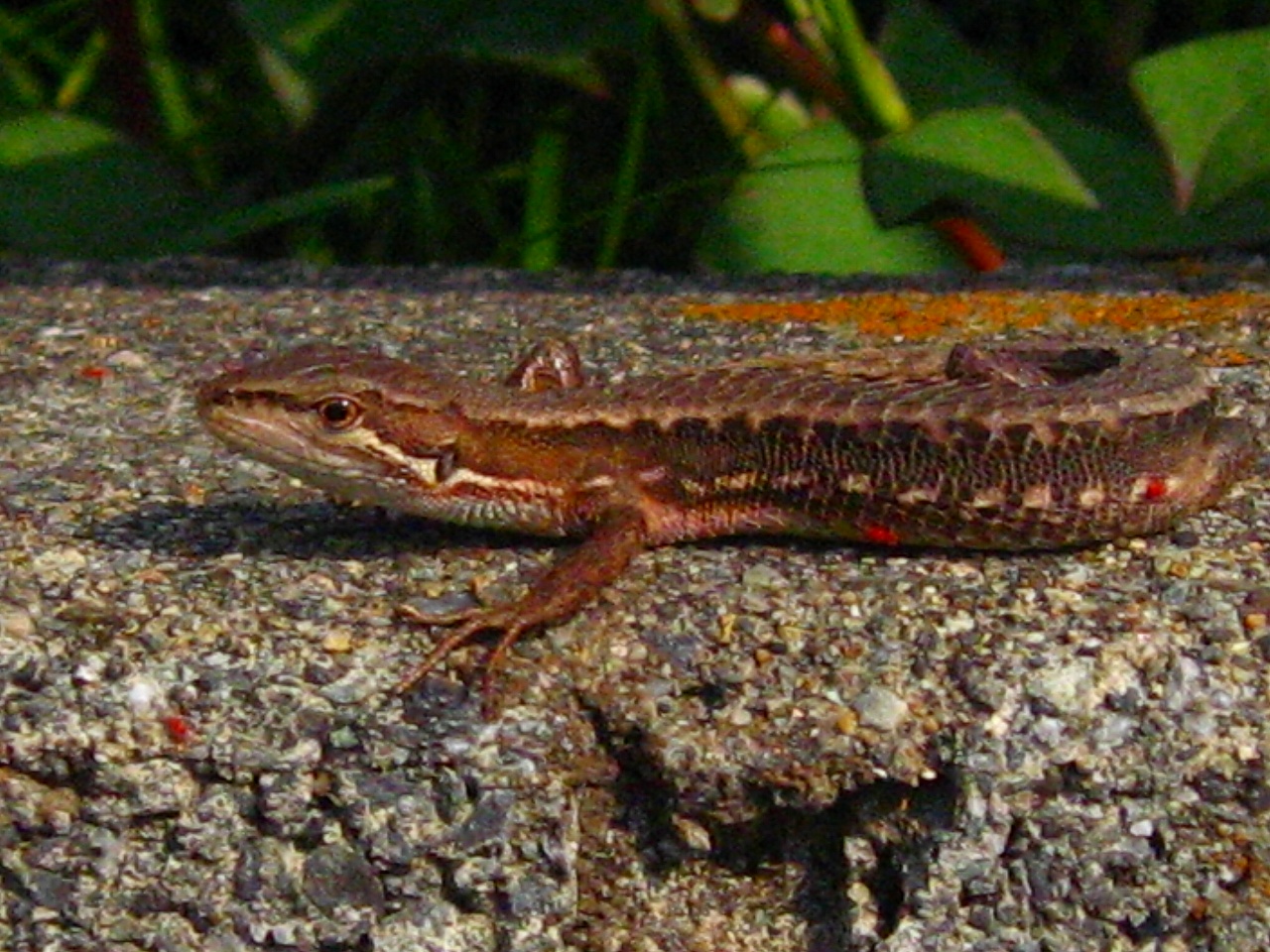 カナヘビ_b0097747_10115323.jpg