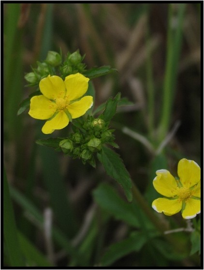 黄色い花 ヘビイチゴとオヘビイチゴ 野草風薫