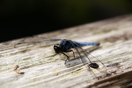 a0012950_15165044.jpg