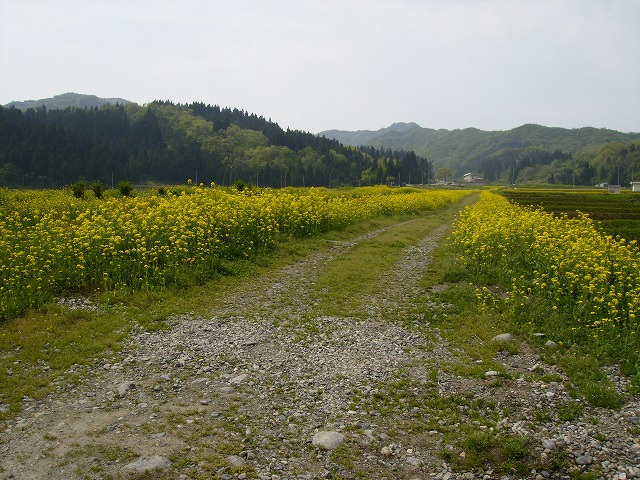 菜の花の群生_a0084753_14571889.jpg