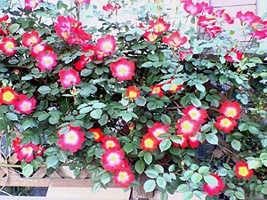 ☆折り紙でちょっと休憩☆_c0092953_2223237.jpg