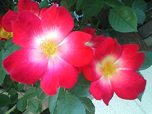 ☆折り紙でちょっと休憩☆_c0092953_2224395.jpg