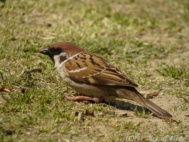 スズメ　　Tree  Sparrow/ Passer montanus_b0069564_22345041.jpg