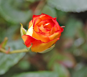 雨あがりの朝の花壇で_a0058167_6202755.jpg