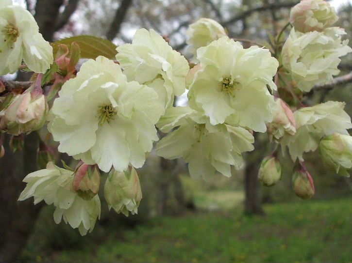 ウコン桜です＾＾_b0067569_23293544.jpg