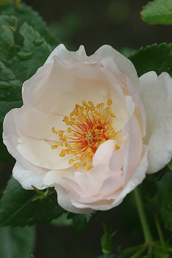 c0006870_8033.jpg