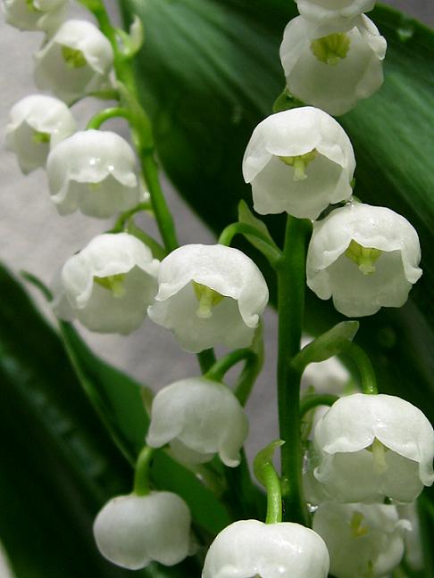 スズランの花が咲きました ｙｕｙｕ ｓコンデジの世界へ