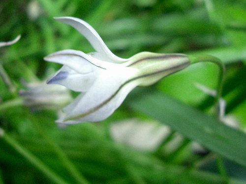 ハナニラ(花韮)_c0085874_1884541.jpg