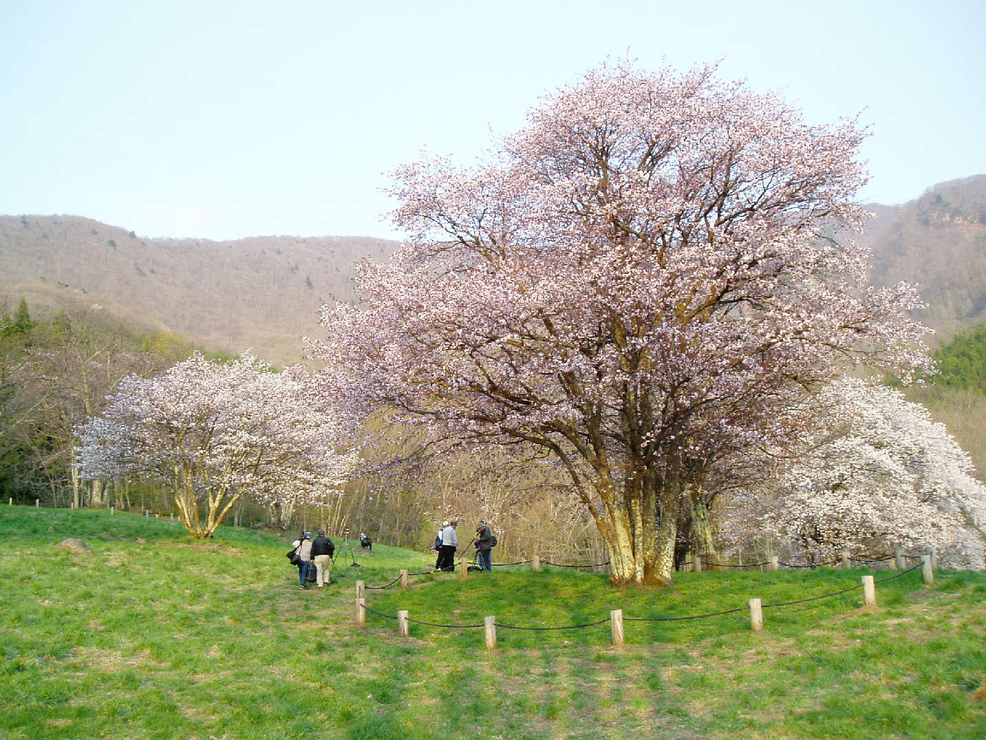 桜情報_b0093685_21384317.jpg