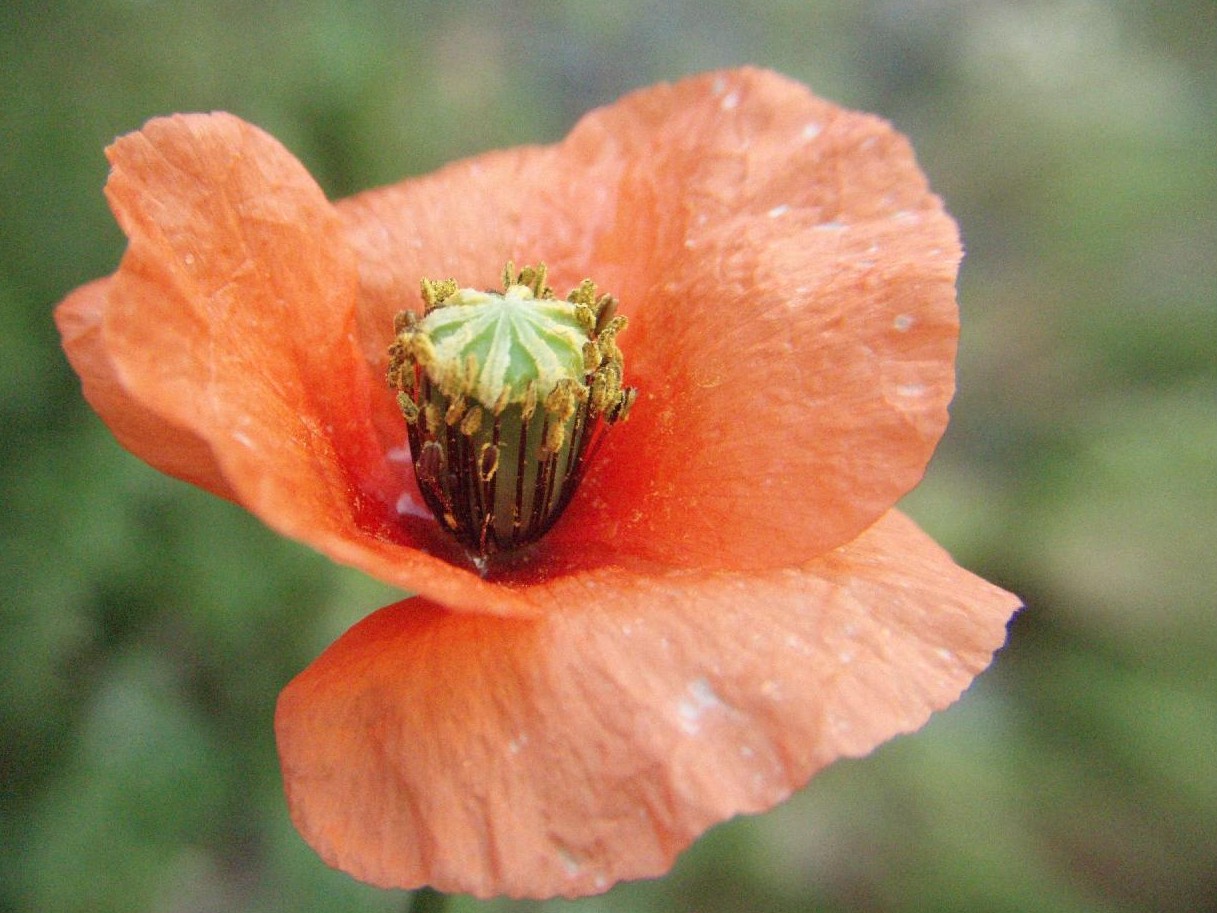 けしの花 花の毒知らず魅かれるけし一面 オーガニックな感覚 短詩文芸 冠句 川柳 その他 けしの花 花の毒知らず魅かれるけし一面 オーガニックな感覚 短詩文芸 冠句 川柳 その他