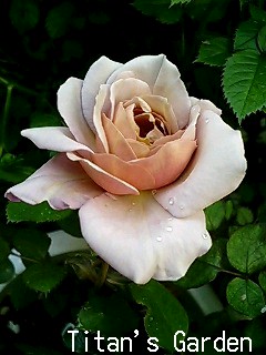 Purplish Roses_b0099813_924174.jpg