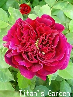 Purplish Roses_b0099813_924244.jpg