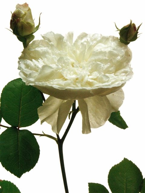 フランス革命のヒロイン…Mlle. de Sombreuil。_e0044929_2254281.jpg